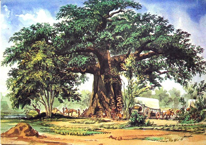 Thomas Baines Baobab Tree china oil painting image